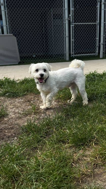 Max - Maltese/Mix available for adoption at Humane Society London & Middlesex in London