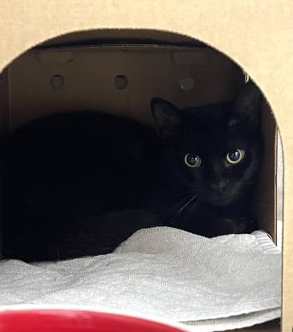 Pavlovian - Domestic Shorthair/Mix cat available for adoption at Humane Society London & Middlesex in London