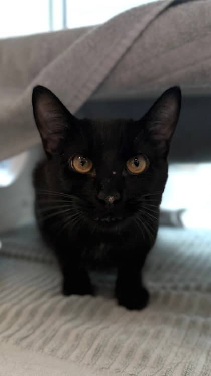 Litmus Test - Domestic Shorthair/Mix cat available for adoption at Humane Society London & Middlesex in London