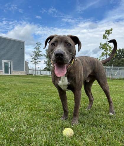 Cub - Cane Corso/Mix available for adoption in Ontario