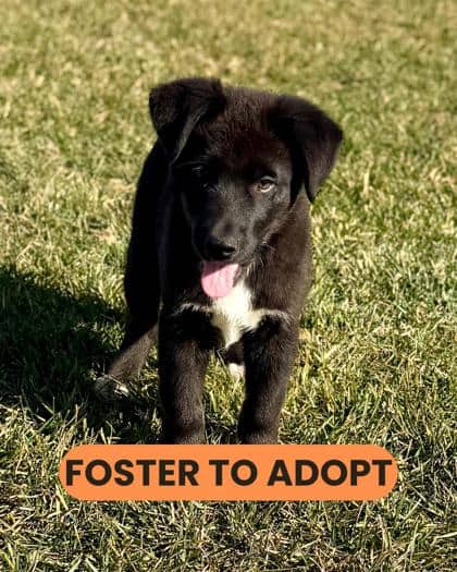 Sam - Siberian Husky/Mix available for adoption