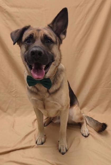 Spencer - Shepherd/Mix available for adoption at Cambridge & District Humane Society in Cambridge