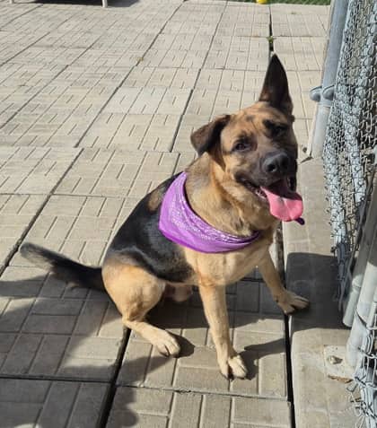 Spencer - Shepherd/Mix available for adoption