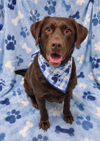 Lincoln - Retriever, Labrador/Mix available for adoption at Cambridge & District Humane Society in Cambridge