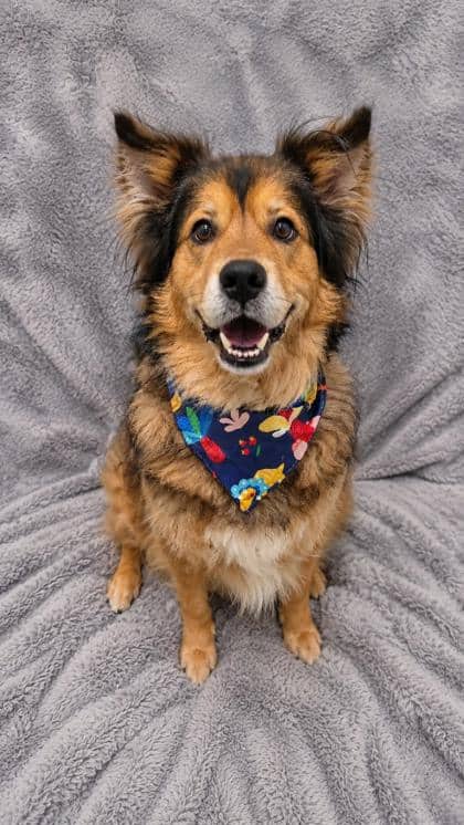 Ozzy - Shepherd/Mix available for adoption at Cambridge & District Humane Society in Cambridge