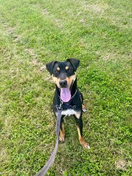 Fender - Rottweiler/Mix available for adoption