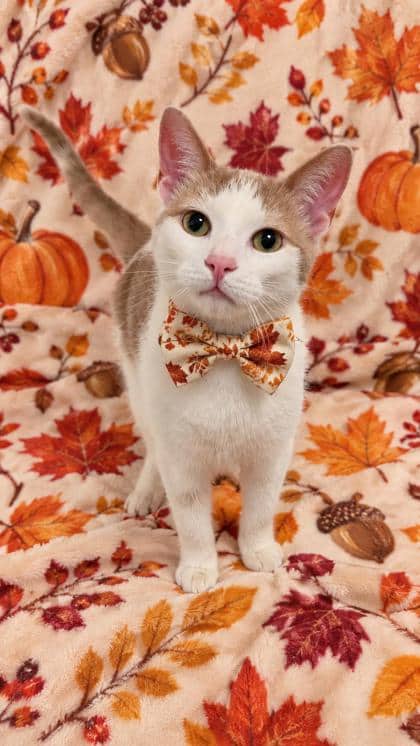 Iceman - Domestic Shorthair/Mix available for adoption