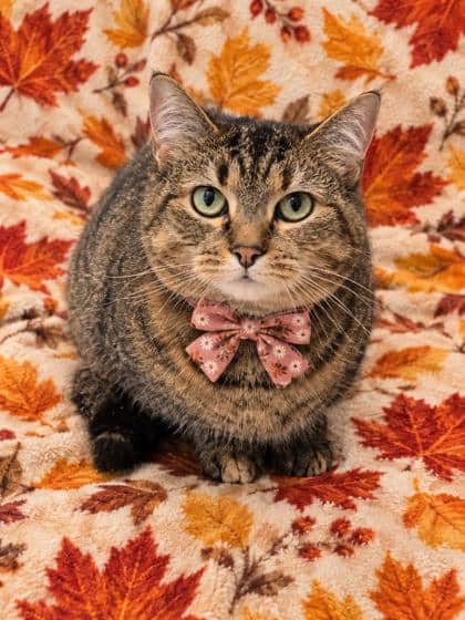 Autumn - Domestic Shorthair/Mix cat available for adoption at Cambridge & District Humane Society in Cambridge