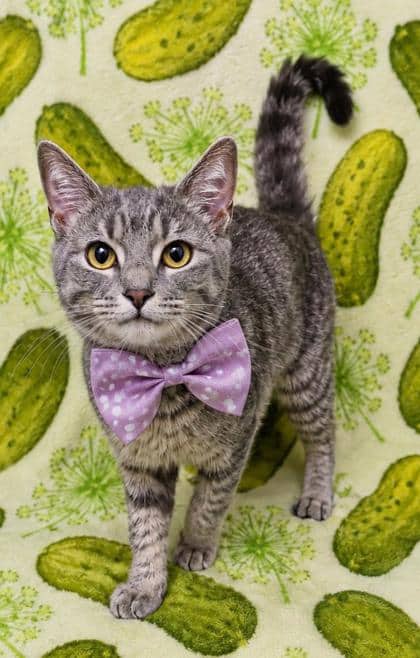 Maisie - Domestic Shorthair/Mix cat available for adoption at Cambridge & District Humane Society in Cambridge
