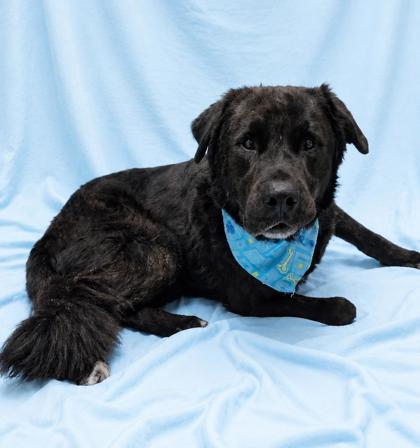 Zeus - Retriever, Labrador/Rottweiler available for adoption