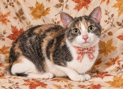 Jojo - Domestic Shorthair/Mix cat available for adoption at Cambridge & District Humane Society in Cambridge
