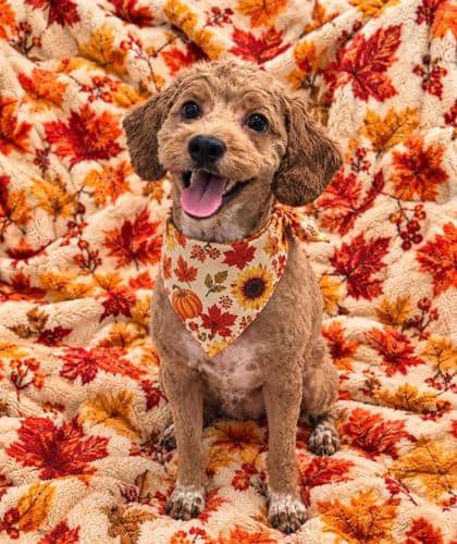 Stella - Spaniel, American Cocker/Poodle, Miniature available for adoption