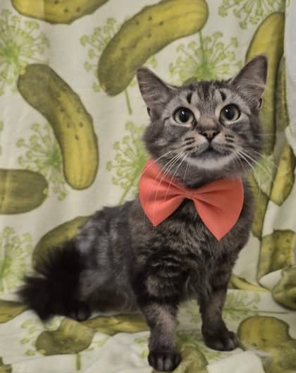 Feather - Domestic Longhair/Mix cat available for adoption at Cambridge & District Humane Society in Cambridge