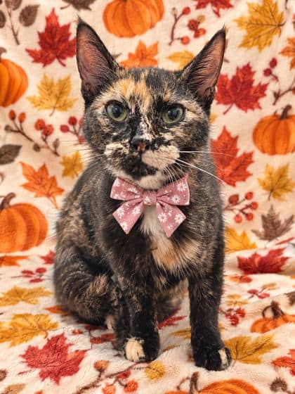 Linka - Domestic Shorthair/Mix cat available for adoption at Cambridge & District Humane Society in Cambridge