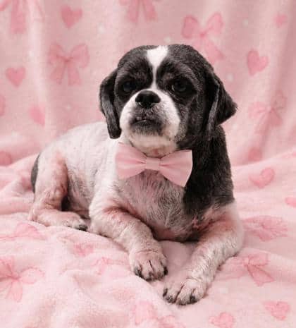 Molly - Shih Tzu/Mix available for adoption