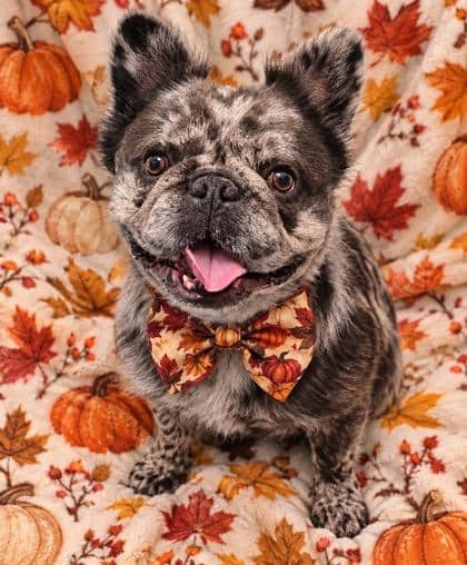 Bruno - Bulldog, French/Mix available for adoption at Cambridge & District Humane Society in Cambridge