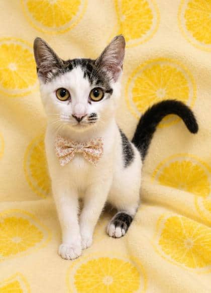 Sansa - Domestic Shorthair/Mix cat available for adoption at Cambridge & District Humane Society in Cambridge