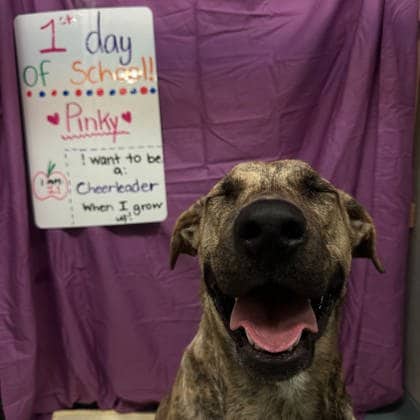 Pinky - Perro de Presa Canario/Mix available for adoption