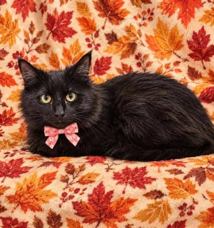Kala - Domestic Medium Hair/Mix cat available for adoption at Cambridge & District Humane Society in Cambridge