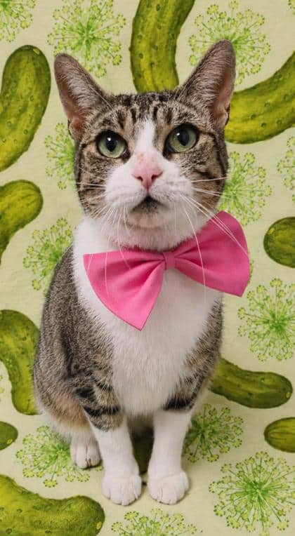 Alani - Domestic Shorthair/Mix available for adoption