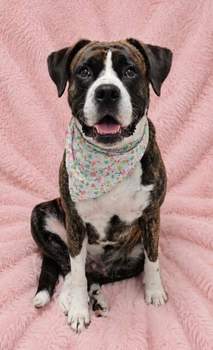 Coco - Boxer/Mix available for adoption at Cambridge & District Humane Society in Cambridge