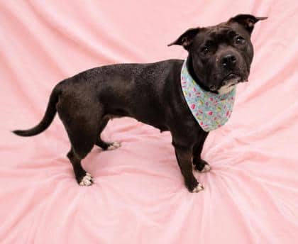 Addie - Bulldog/Mix available for adoption