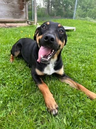Bowie - Rottweiler/Mix available for adoption