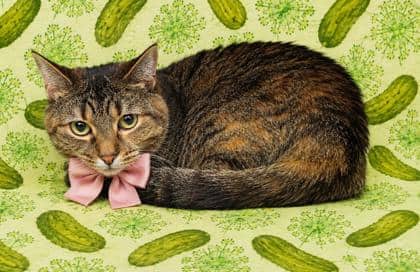 Kitty - Domestic Shorthair/Mix cat available for adoption at Cambridge & District Humane Society in Cambridge