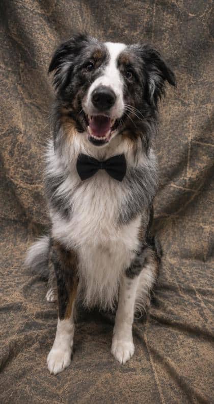 Safety Inspector Max - Australian Shepherd/Border Collie available for adoption