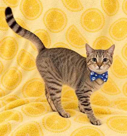 Socks - Domestic Shorthair/Mix cat available for adoption at Cambridge & District Humane Society in Cambridge