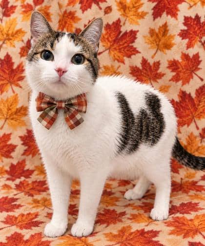 Goose - Domestic Shorthair/Mix available for adoption