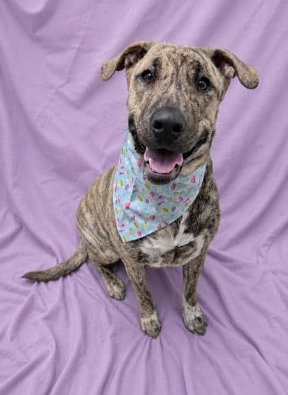 Pinky - Perro de Presa Canario/Mix available for adoption