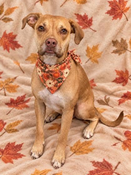 Roxy - Bulldog/Retriever, Labrador available for adoption at Cambridge & District Humane Society in Cambridge
