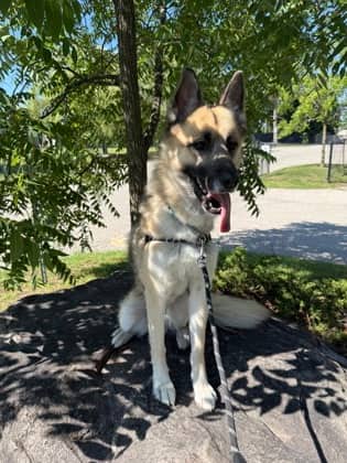 Dr Hunter Shepherd - German Shepherd/Siberian Husky available for adoption at Cambridge & District Humane Society in Cambridge