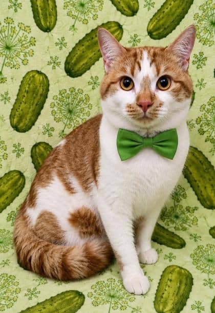 Neno - Domestic Shorthair/Mix available for adoption