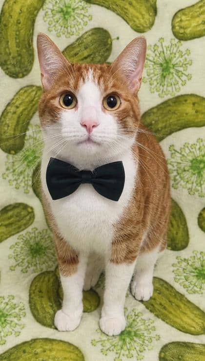 Mitchel - Domestic Shorthair/Mix cat available for adoption at Cambridge & District Humane Society in Cambridge