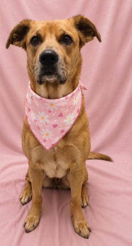 Nora - Retriever, Labrador/Mix available for adoption
