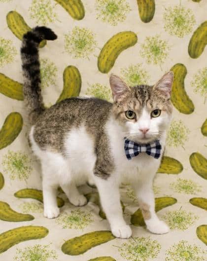Jax - Domestic Shorthair/Mix cat available for adoption at Cambridge & District Humane Society in Cambridge