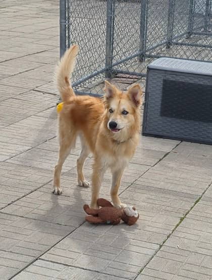 Dixie - Retriever, Golden/Mix available for adoption at Cambridge & District Humane Society in Cambridge