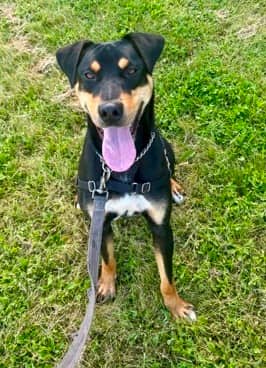 Fender - Rottweiler/Mix available for adoption