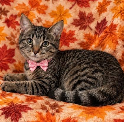 Sabor - Domestic Shorthair/Mix cat available for adoption at Cambridge & District Humane Society in Cambridge