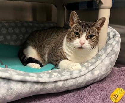 Alani - Domestic Shorthair/Mix available for adoption