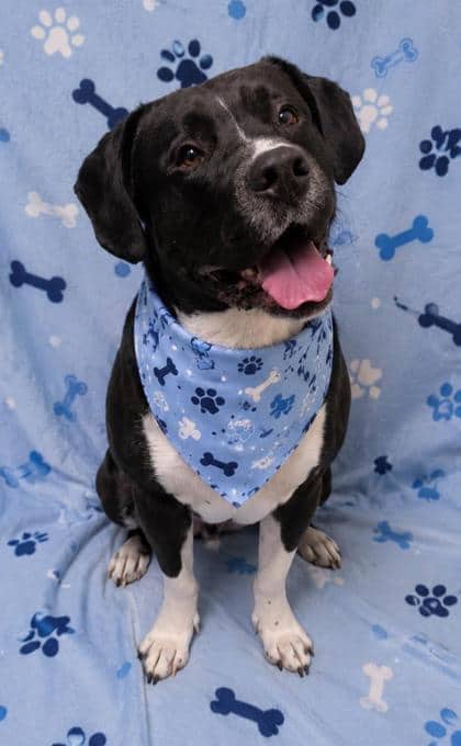 Goose - Bulldog/Mastiff available for adoption at Cambridge & District Humane Society in Cambridge
