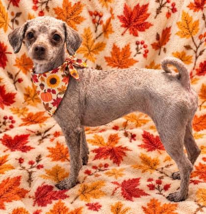 Sophie - Havanese/Poodle, Miniature available for adoption