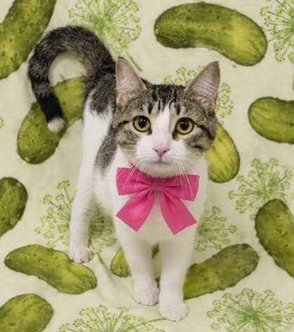 Fig - Domestic Shorthair/Mix available for adoption