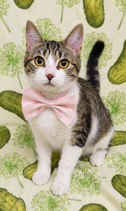 Plum - Domestic Shorthair/Mix available for adoption