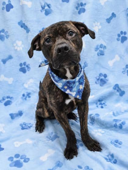 Grover - Boxer/Mix available for adoption