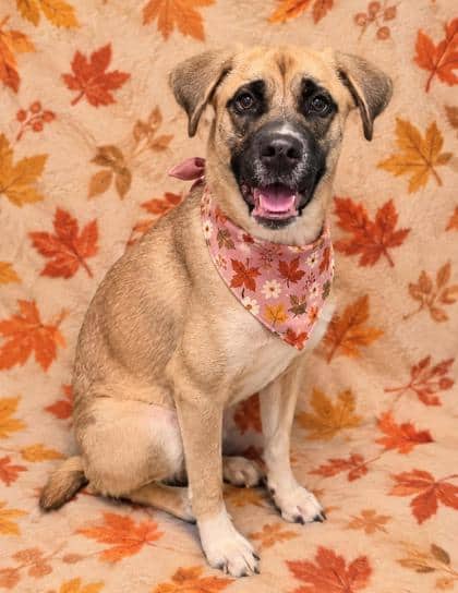 Robin - Shepherd/Mix available for adoption at Cambridge & District Humane Society in Cambridge