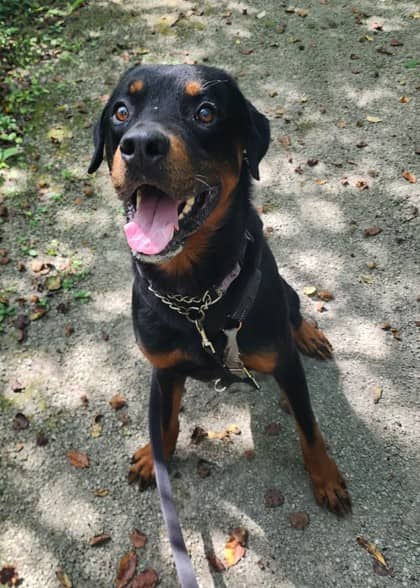 Sherlock - Rottweiler available for adoption at Niagara SPCA and Humane Society in Niagara Falls