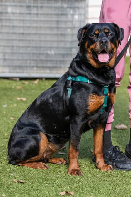 Ocean - Rottweiler/Mix available for adoption at Niagara SPCA and Humane Society in Welland